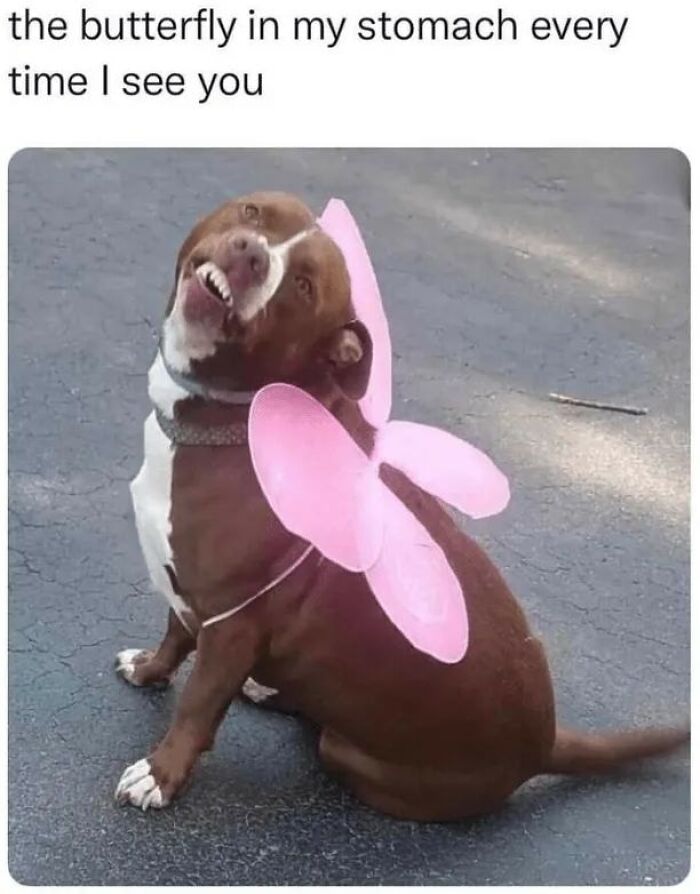 Funny-Dog-Memes-Pics