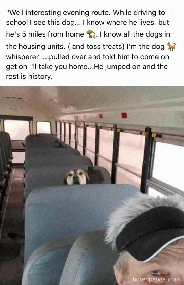 Funny-Dog-Memes-Pics