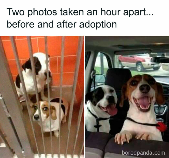 Funny-Dog-Memes-Pics