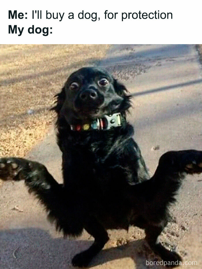 Funny-Dog-Memes-Pics