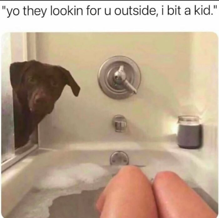 Funny-Dog-Memes-Pics