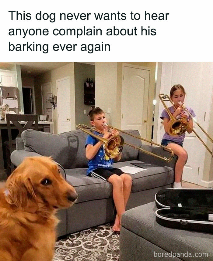 Funny-Dog-Memes-Pics