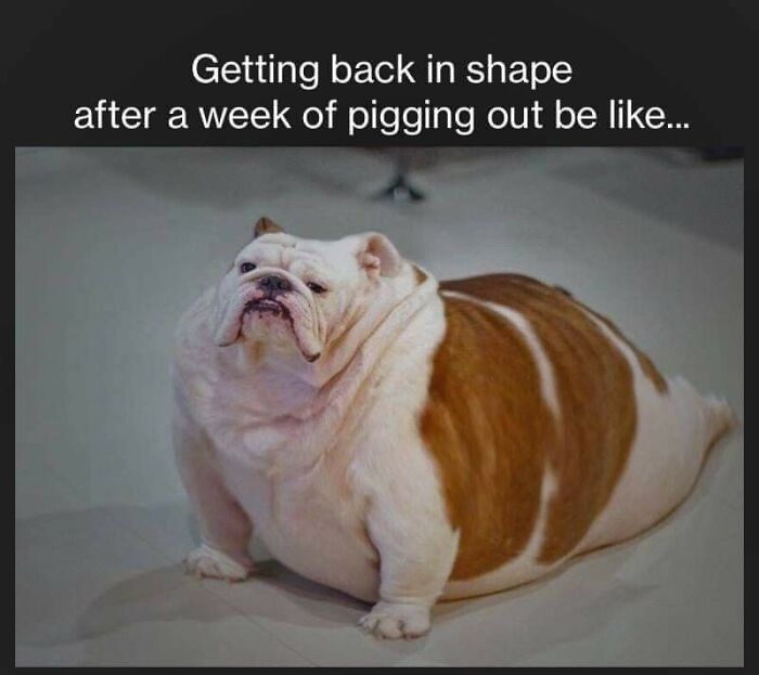 Funny-Dog-Memes-Pics