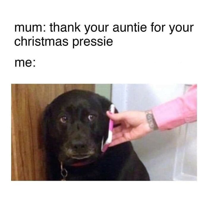 Funny-Dog-Memes-Pics