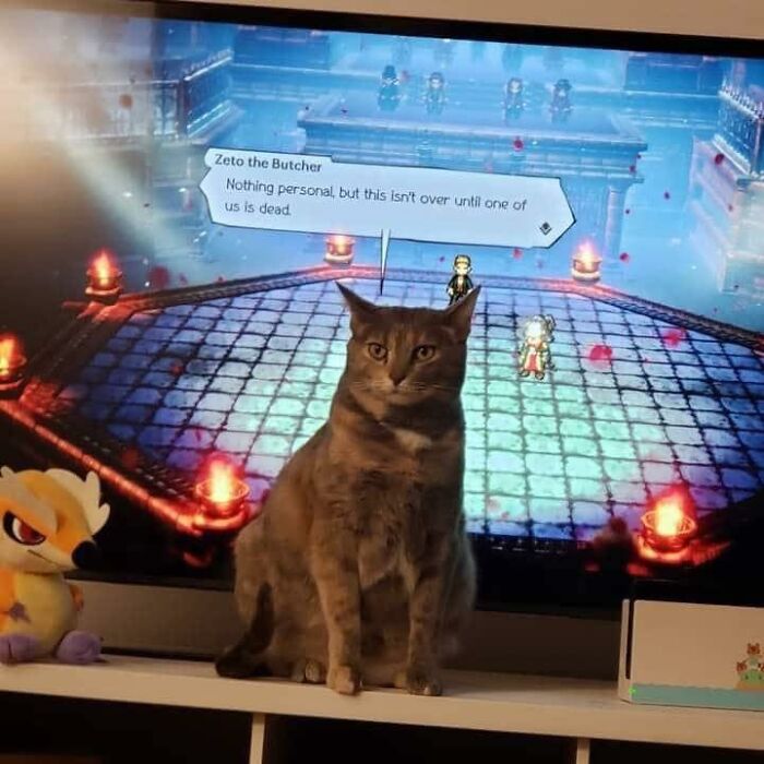 Me 5 Mins Late Feeding My Cat