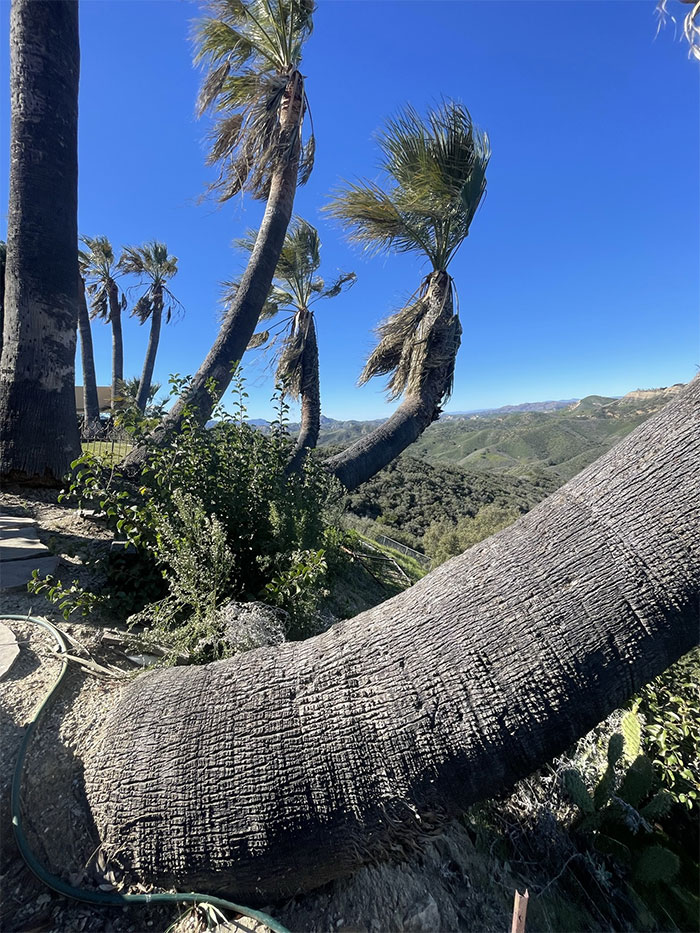 La inestabilidad de esta ladera se nota por el crecimiento de los árboles contra la gravedad. Esta colina está moviéndose