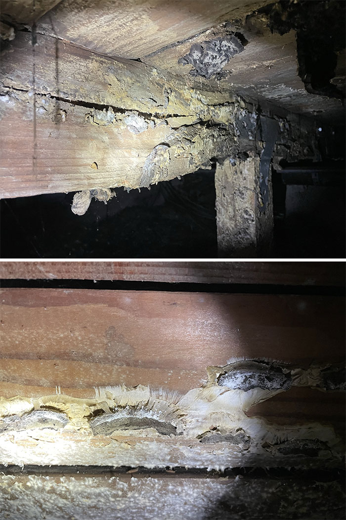 Esta casa tiene un problema de hongos. Podrían causar problemas respiratorios y si siguen extendiéndose, debilitar los cimientos