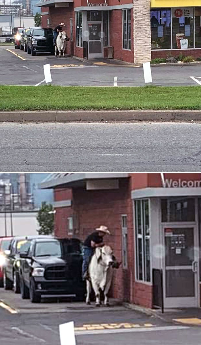 This Person Riding A Cow Though The McDonald's Drive-Thru