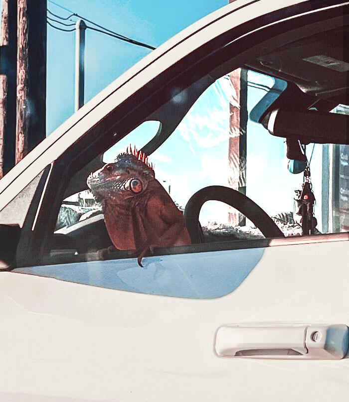 This Guy Driving Around With His Pet Iguana