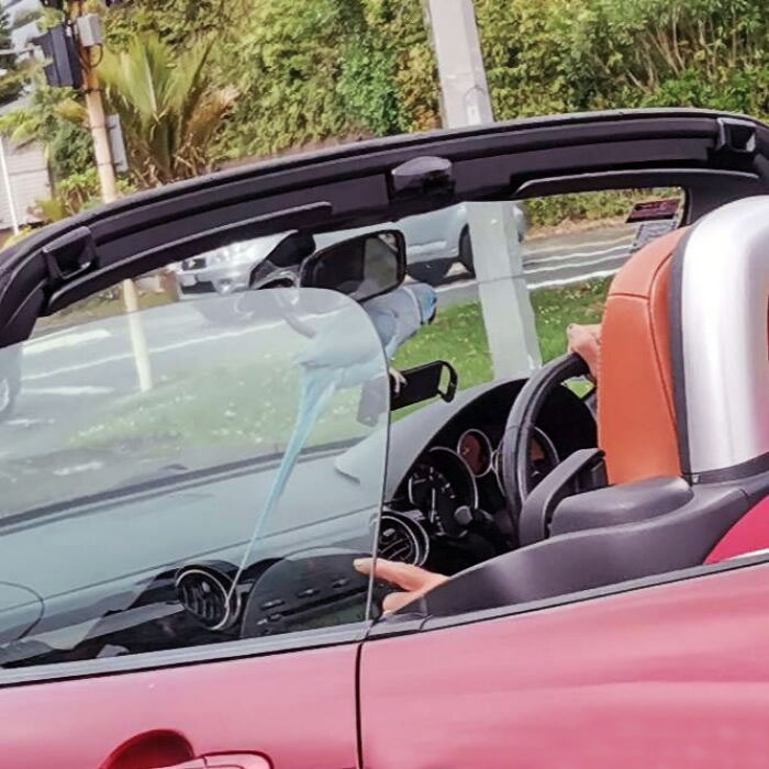 This Guy Driving His Bird Around My Neighborhood