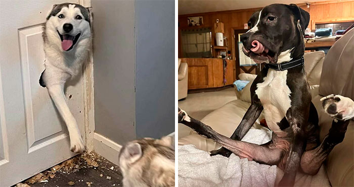 35 Divertidas fotos de perros «malfuncionando»