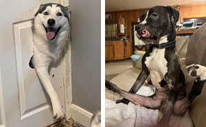 35 Divertidas fotos de perros «malfuncionando»