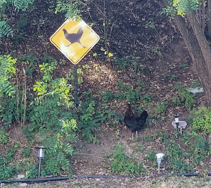 Mi padre me envió una foto esta mañana y dijo: "Por fin ocurrió"