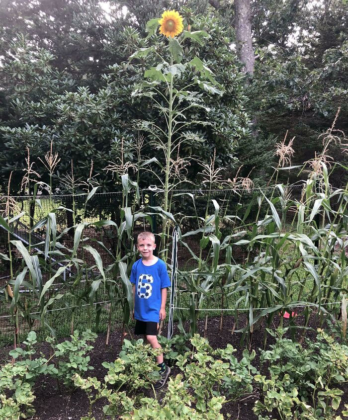 My Son Planted Sunflower Seeds For Mother's Day. Guess It Worked Out