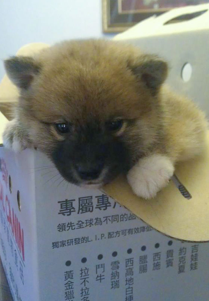 Got This Little Guy For My Mother As Her Mother's Day Gift (Shiba Inu)