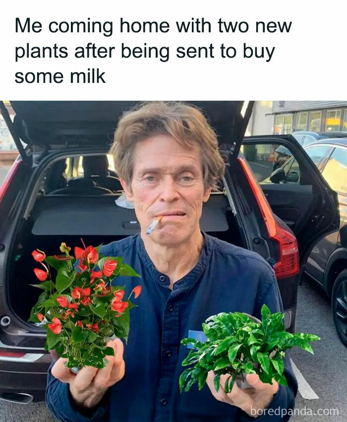 Person holding two plants with a humorous caption about buying milk.