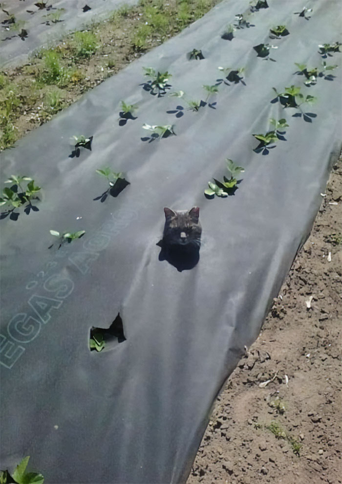 Cat peeking through garden tarp surrounded by small plants.