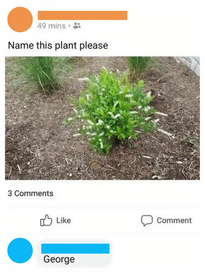 A social media post with a plant and the comment "Name this plant please." Someone responds: "George."