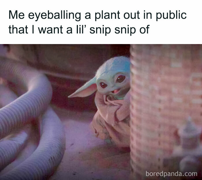 Cute character peering out while caption humorously references plant admiration.