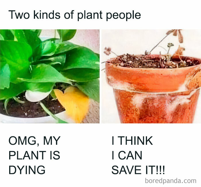 Two types of plant enthusiasts meme: one with a healthy plant, another with a wilted one.