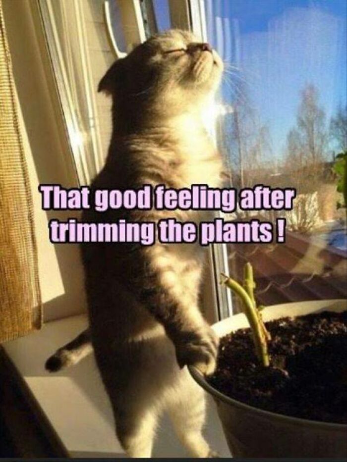 Gardening-Humour-Memes