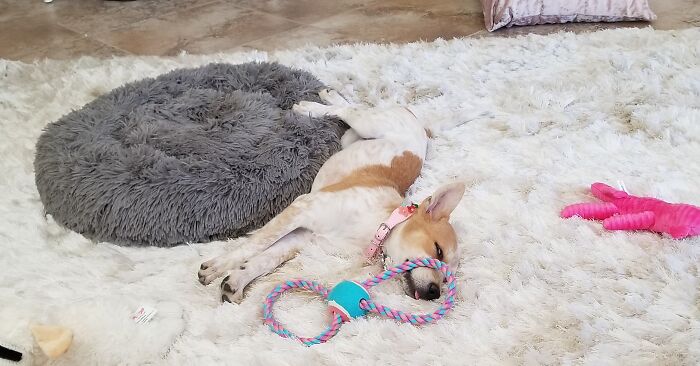 Our Gidgey Girl At 13 Weeks Now Almost 3