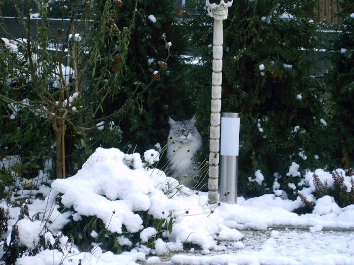 Dirty Gijs Enjoying The Snow