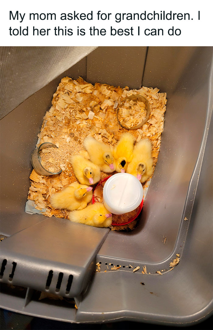 My Mom Asked For Grandchildren. I Told Her This Is The Best I Can Do