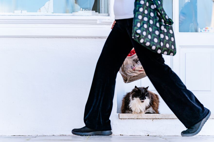 Hydra's Feline Fantasy: 40 Captivating Photos Of The Island's Beloved Cats