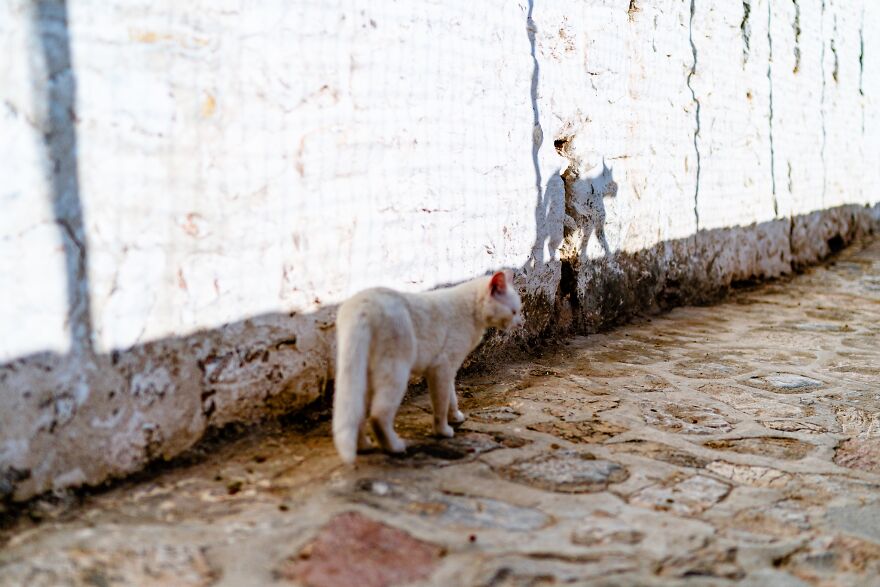 Hydra's Feline Fantasy: 40 Captivating Photos Of The Island's Beloved Cats