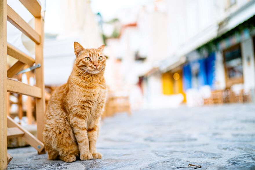Hydra's Feline Fantasy: 40 Captivating Photos Of The Island's Beloved Cats