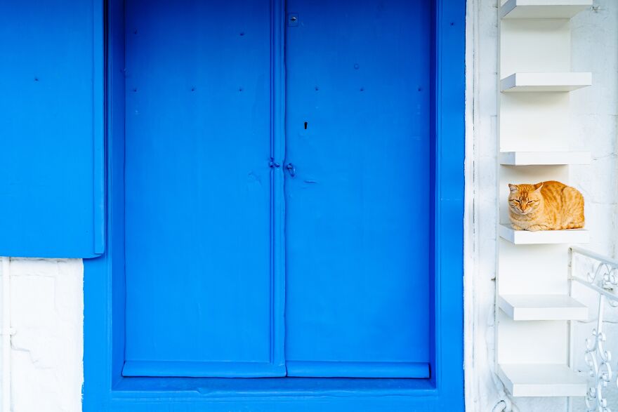 Hydra's Feline Fantasy: 40 Captivating Photos Of The Island's Beloved Cats