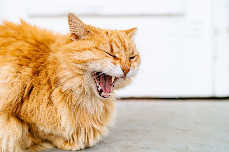 Hydra's Feline Fantasy: 40 Captivating Photos Of The Island's Beloved Cats