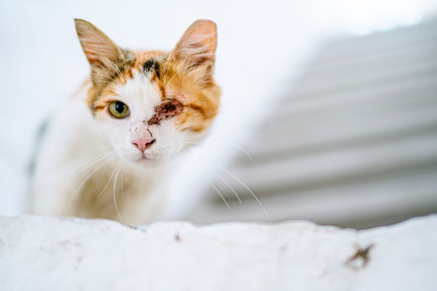 Hydra's Feline Fantasy: 40 Captivating Photos Of The Island's Beloved Cats