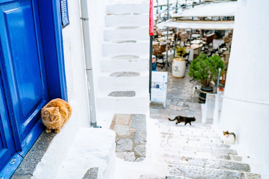 Hydra's Feline Fantasy: 40 Captivating Photos Of The Island's Beloved Cats