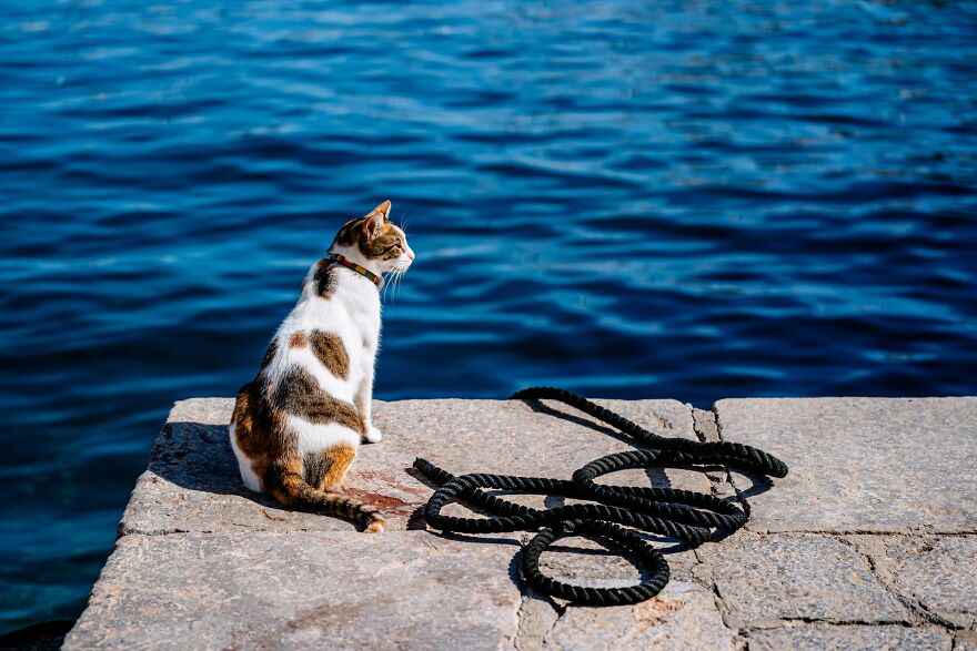 Hydra's Feline Fantasy: 40 Captivating Photos Of The Island's Beloved Cats