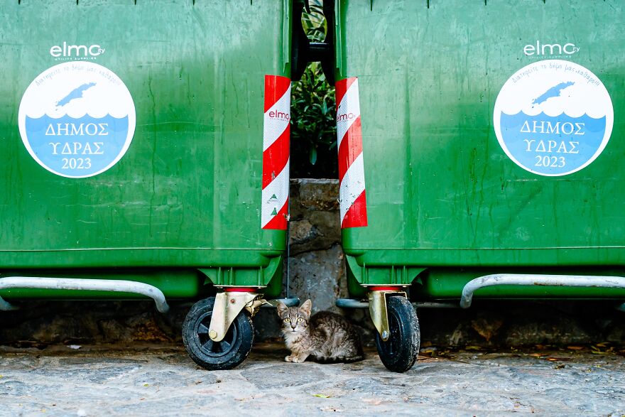 Hydra's Feline Fantasy: 40 Captivating Photos Of The Island's Beloved Cats