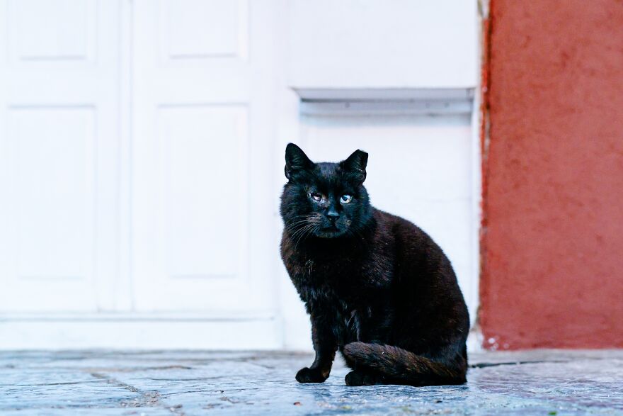 Hydra's Feline Fantasy: 40 Captivating Photos Of The Island's Beloved Cats