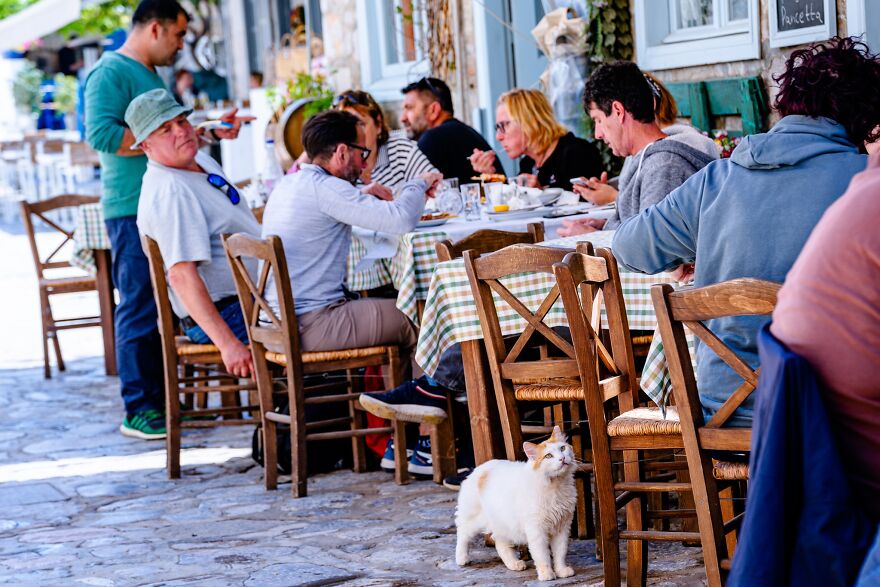 Hydra's Feline Fantasy: 40 Captivating Photos Of The Island's Beloved Cats