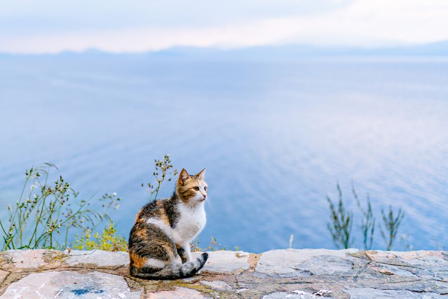 Hydra's Feline Fantasy: 40 Captivating Photos Of The Island's Beloved Cats