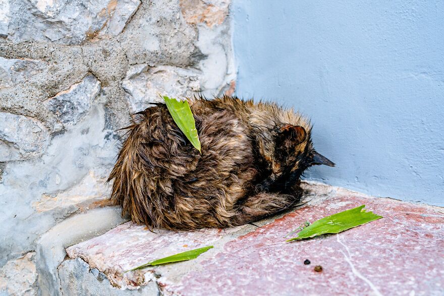 Hydra's Feline Fantasy: 40 Captivating Photos Of The Island's Beloved Cats