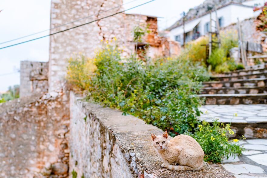 Hydra's Feline Fantasy: 40 Captivating Photos Of The Island's Beloved Cats