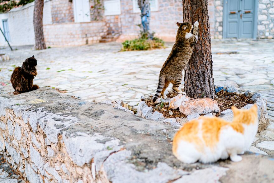 Hydra's Feline Fantasy: 40 Captivating Photos Of The Island's Beloved Cats