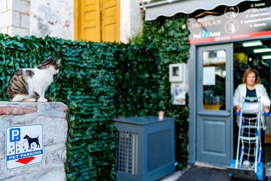Hydra's Feline Fantasy: 40 Captivating Photos Of The Island's Beloved Cats