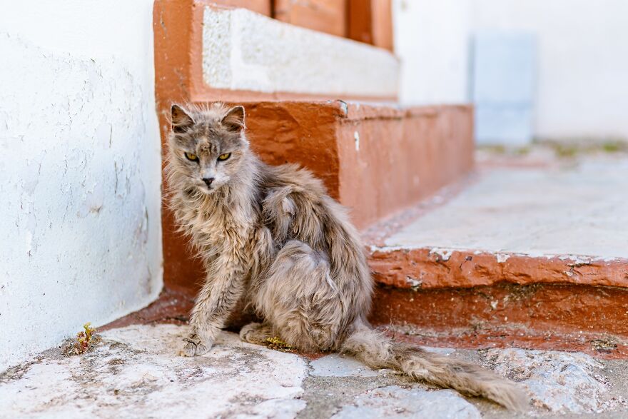 Hydra's Feline Fantasy: 40 Captivating Photos Of The Island's Beloved Cats