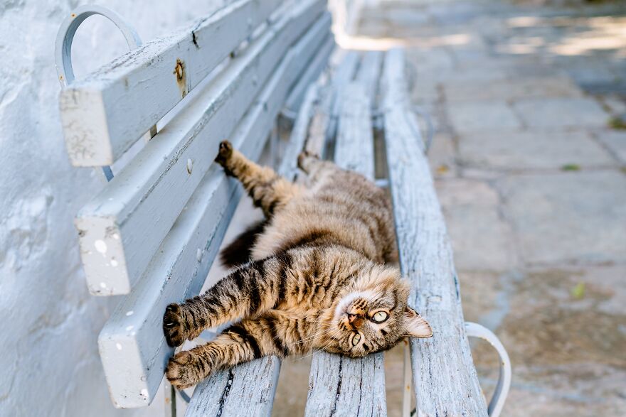 Hydra's Feline Fantasy: 40 Captivating Photos Of The Island's Beloved Cats