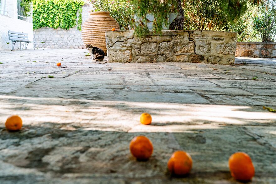 Hydra's Feline Fantasy: 40 Captivating Photos Of The Island's Beloved Cats