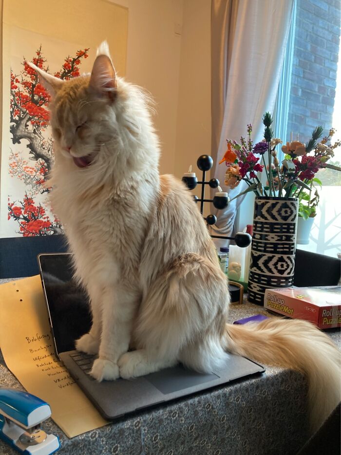 I’m Helping My Mommy With Work. Sticking My Tongue Out Make Me Look More Professional