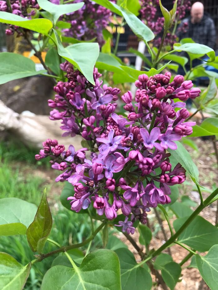 Spring Lilac