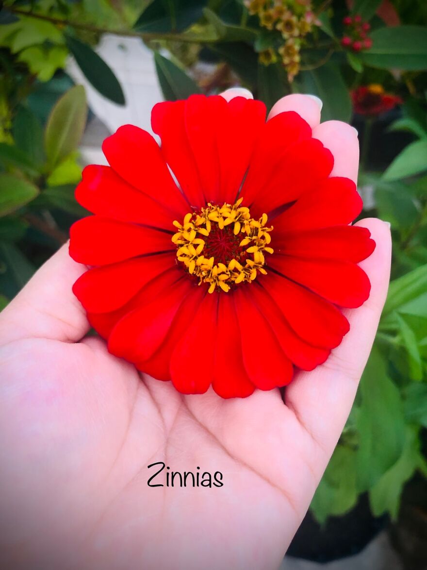 Zinnias 